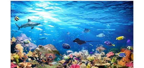 موضوع عن منافع البحر للانسان